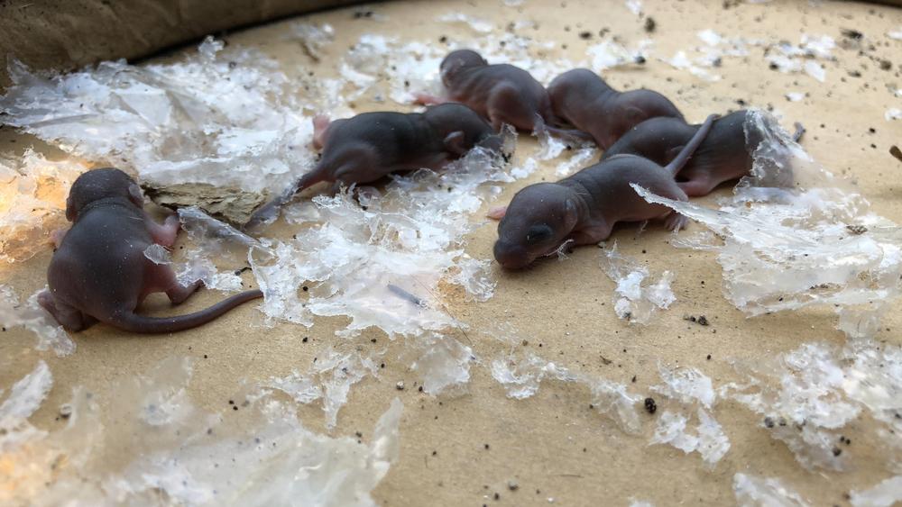 Some social media users were convinced that the wriggling specimens were baby mice (Illustration - praditkhorn somboonsa/Shutterstock)