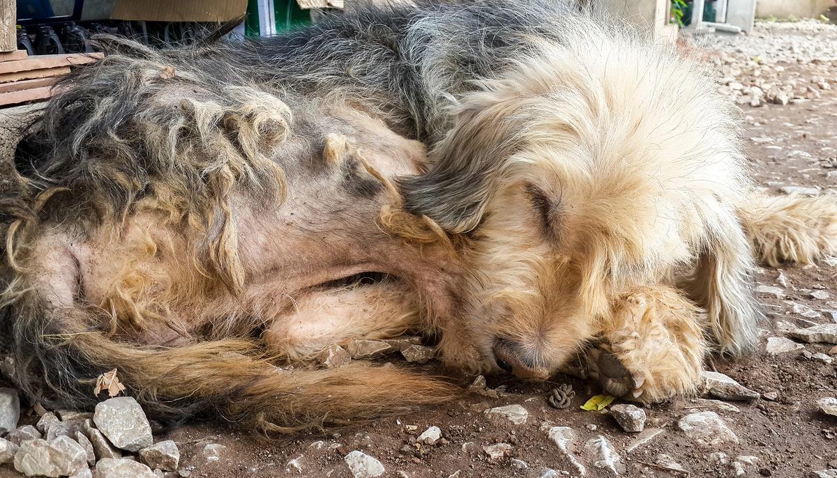 Tortured Dog Lay Lifeless on Road, Lifts Head When He Sees the Right Person Has Arrived