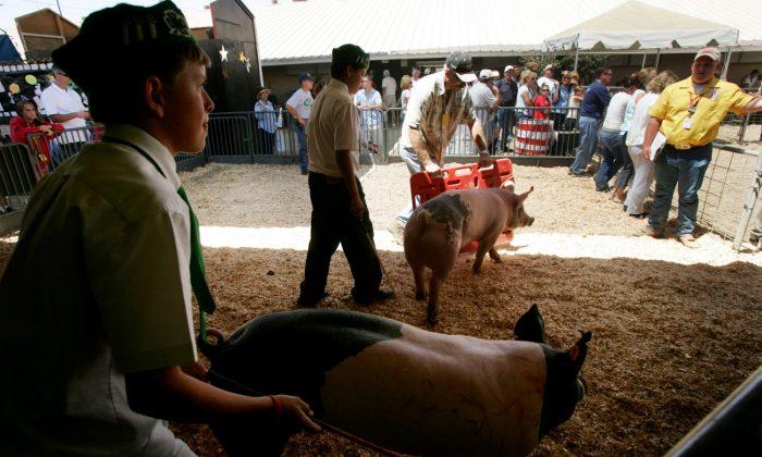 4 Cases of E. Coli Poisoning at San Diego County Fair, One Toddler Dead