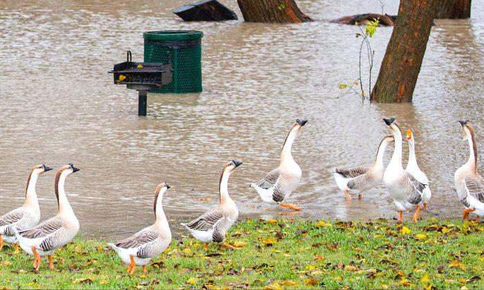Denver to Control Growing Geese Population by Killing and Donating Them as Meat to ‘Needy Families’