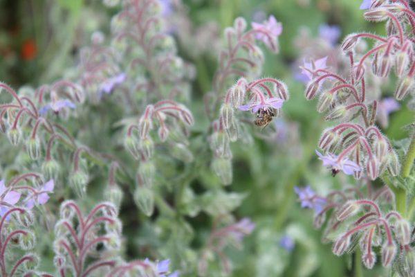 Bees love borage. The flowers of this herb are useful to attract pollinators. (Lorraine Ferrier/The Epoch Times)