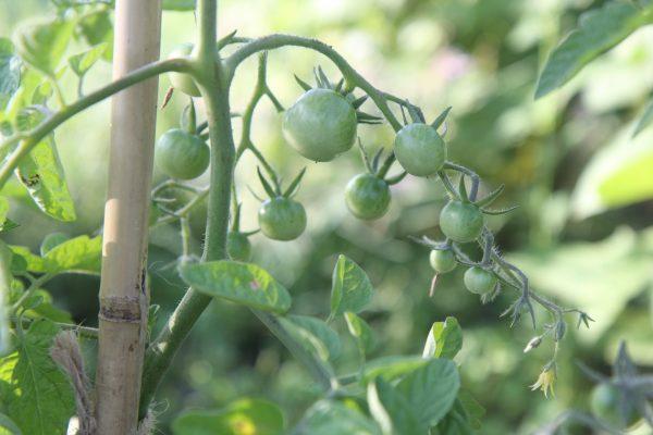 Tomatoes fattening up, ready to ripen on their vine. (Lorraine Ferrier/The Epoch Times)