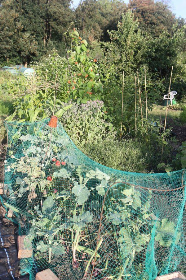 A snapshot of my small allotment plot, where cabbages, sprouting broccoli, and kale grow in the foreground. Spears of corn stand tall at the end of the netting, and to the right of the corn, the runner beans tower above them all. (Lorraine Ferrier/The Epoch Times)