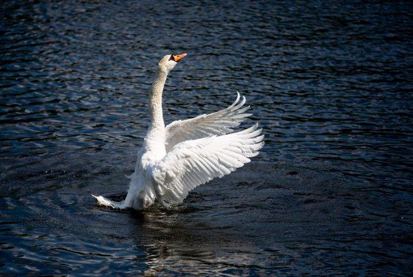 A swan is pictured on the Landwehrkanal canal in Berlin's Kreuzberg district on June 23, 2019. (Christoph Soeder/AFP/Getty Images)