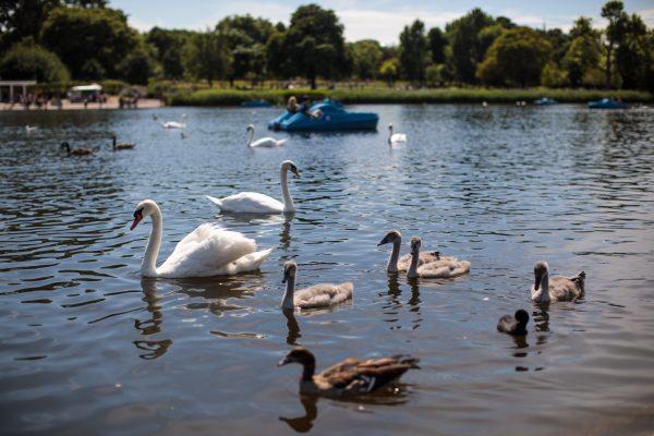 Swans and cygnets swim on the Serpentine in Hyde Park in London on July 17, 2017. (Jack Taylor/Getty Images)