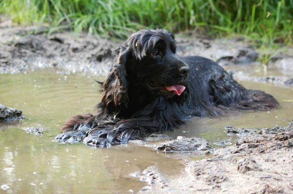 A cocker spaniel plays in the water in this undated file image. (Pixabay)