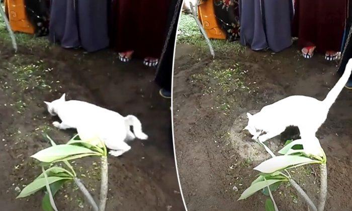 Cat Appears During Man’s Funeral Acting Strangely, Then Grandson Starts Filming