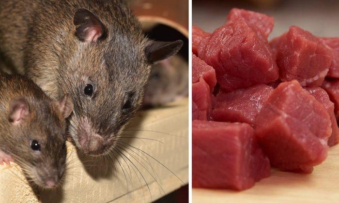 US Customs Seize 32 Pounds of African Rat Meat at Chicago Airport