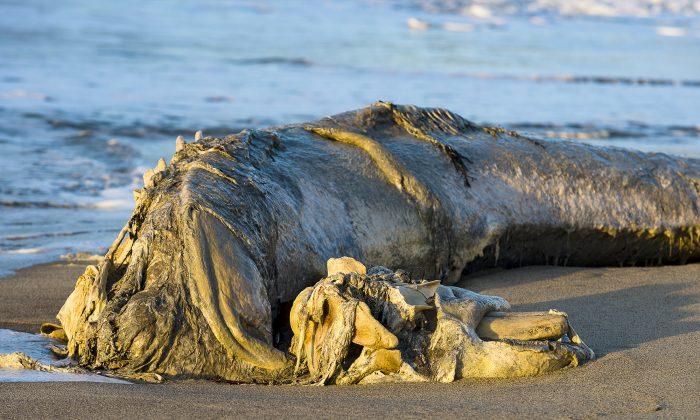 Sea Beast Washed Up on Shores, It’s Like Real-Life Falkor From ‘The Neverending Story’