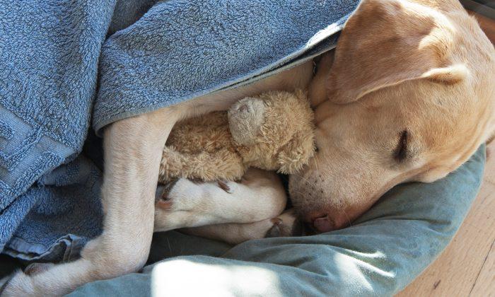 Photo of Homeless Dog Clinging to Teddy Bear Goes Viral, Leaving People Sad and Outraged