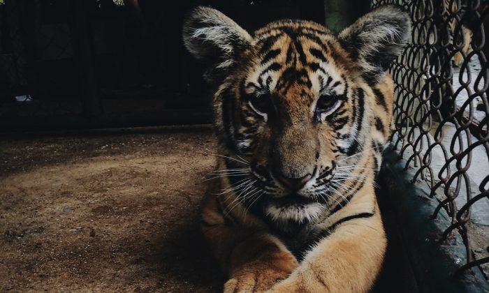Circus Tigers Kill World Famous Tamer, Then ‘Play’ With Dead Body