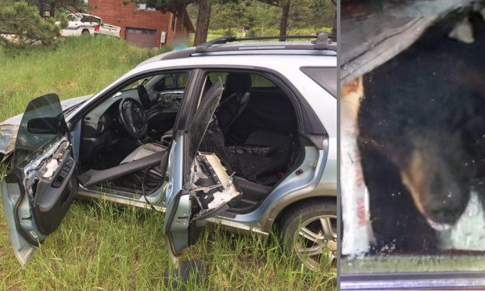 ‘Hit and Run’ Bear at Large After Crashing a Car Into a Tree and Fleeing the Scene
