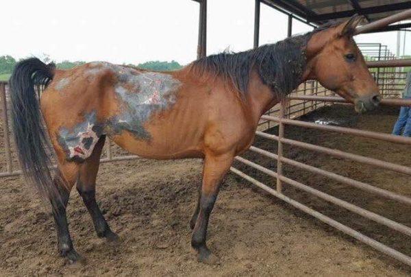 Emma had been severely burned. The cause of her injuries is unknown. (Courtesy of Caring & Sharing the Oklahoma Horse)