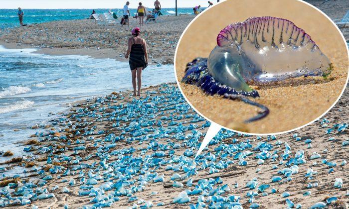 Benidorm Beaches Close After Deadly Portuguese ‘Man o’ War' Jellyfish Stings 7 People