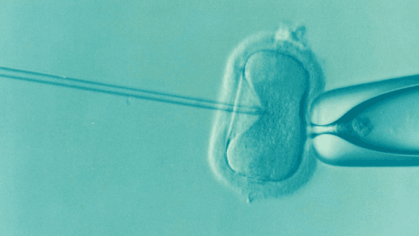 Fertilisation in an IVF facility. (DrKontogianniIVF/Pixabay)