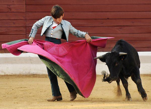 In this file image a 10-year-old Franco-Mexican boy and rising star in Mexico's bullfighting world, fights with the cape a young bull in the Hagetmau arena, southwestern France, on August 6, 2008. (Jean_pierre Muller/AFP/Getty Images)
