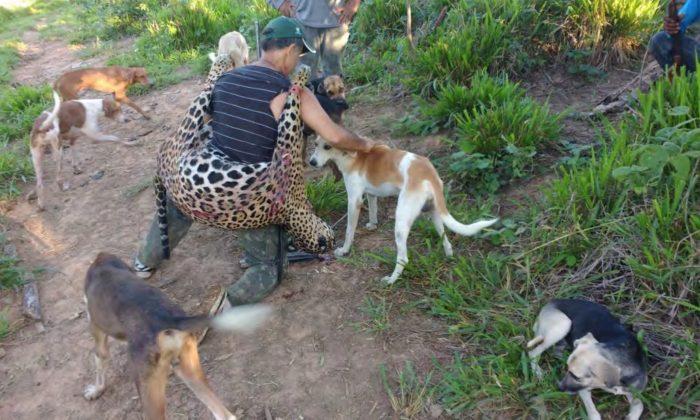 Dentist Accused of Killing Thousands of Protected Jaguars as Part of Poaching Gang