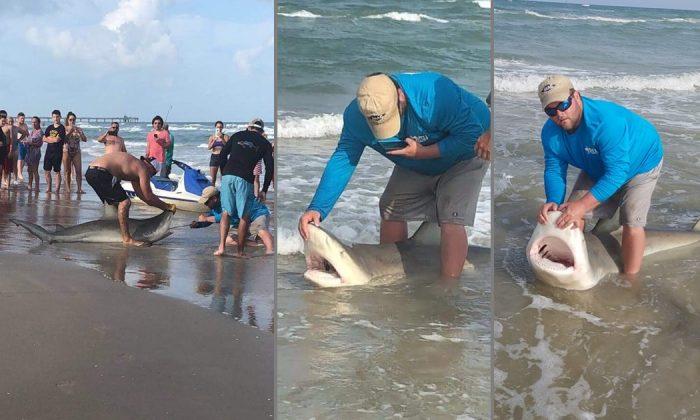 Fisherman Reels in 300-Pound Bull Shark at Gulf Coast Beach
