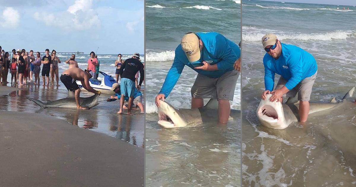 Fisherman Reels in 300-Pound Bull Shark at Gulf Coast Beach