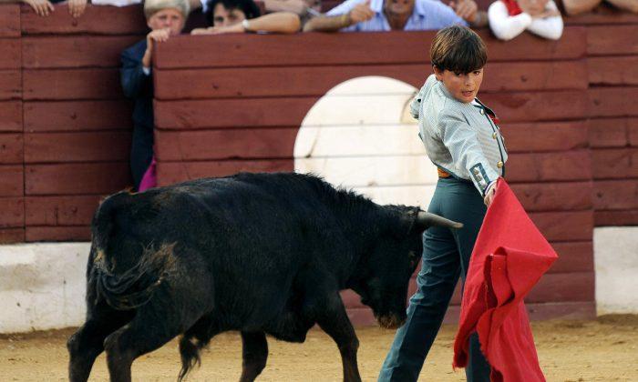‘Cowardly’ Bullfighter Amateurs Criticized for Taking on Calves