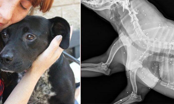 Timid Dog Goes for Checkup, Then Vets Find the Saddest Truth About Her Past in X-Ray