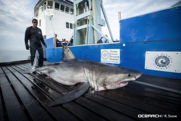 The 10-foot 800-pound shark dubbed "Miss May" onboard a research vessel. (Courtesy of OCEARCH)