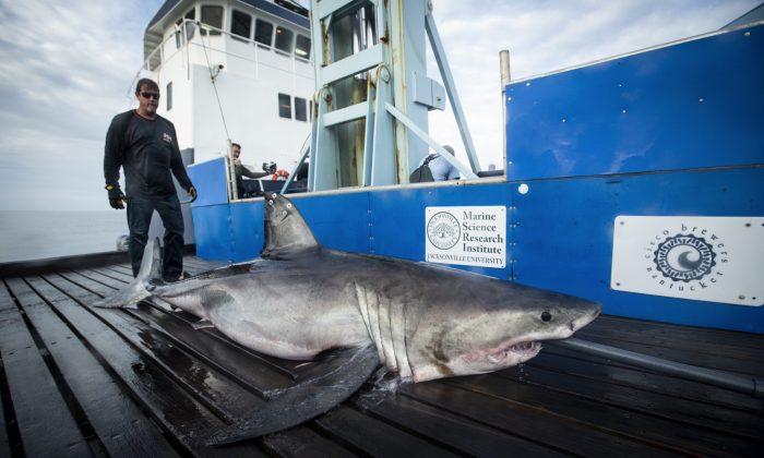 800-Pound Great White Shark ‘Pings’ 15 Miles Off Coast of Cape Cod