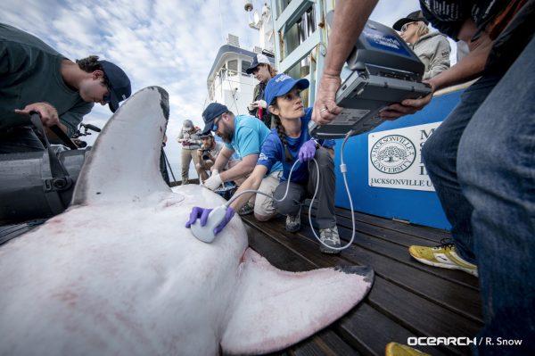 Researchers give Miss May a medical check-up before releasing the 800-pound great white shark back into the ocean. (OCEARCH)