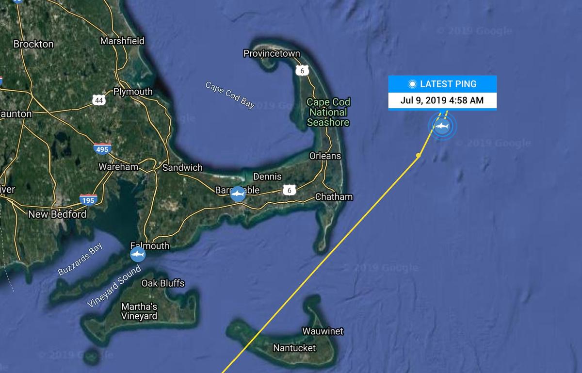 A 10-foot 2-inch great white shark "pinged" just 15 miles off the coast of Cape Cod on July 9, 2019. (OCEARCH)