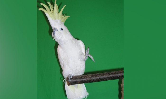 A Dancing Cockatoo Named Snowball Learned 14 Moves All by His Little Bird Self, Researchers Say