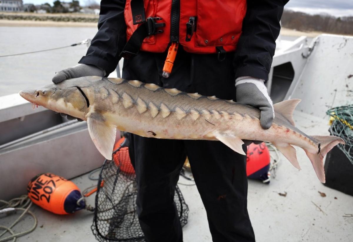 Sturgeon, America’s Forgotten Dinosaurs, Show Signs of Life