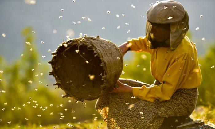Film Review: ‘Honeyland’: An Eco-Doc Disguised as a Portrait of a Macedonian Beekeeper