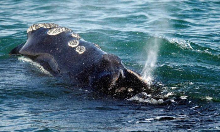 Poor Weather Foils Search Efforts for Entangled North Atlantic Right Whales