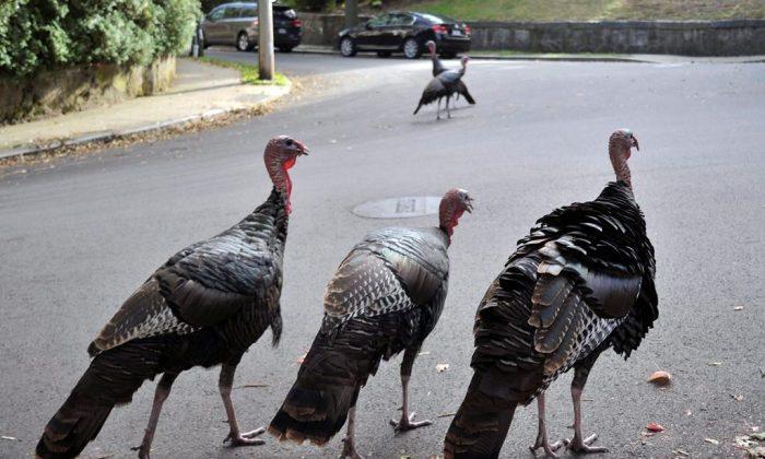 Once Driven Near Extinction, Wild Turkeys Making Themselves at Home in Quebec