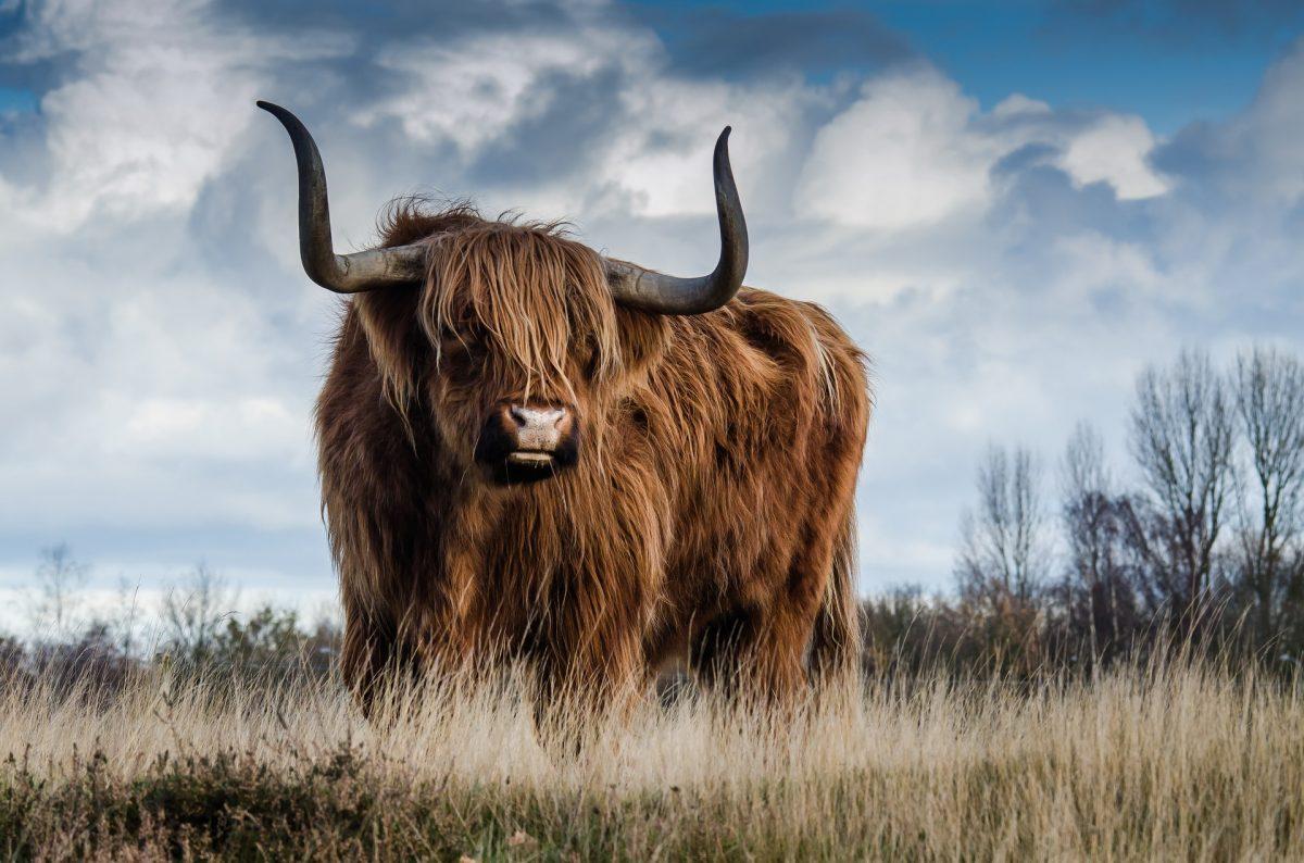 ©Pixabay | <a href="https://pixabay.com/photos/bull-landscape-nature-mammal-1575005/">RonBerg</a>