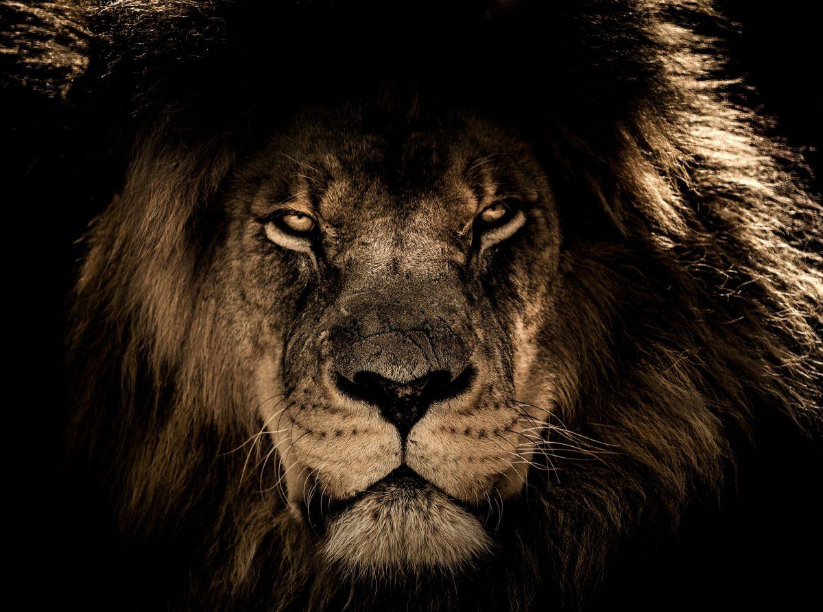 ©Pixabay | <a href="https://pixabay.com/photos/african-lion-wildcat-mane-closeup-2888519/">IanZA</a>