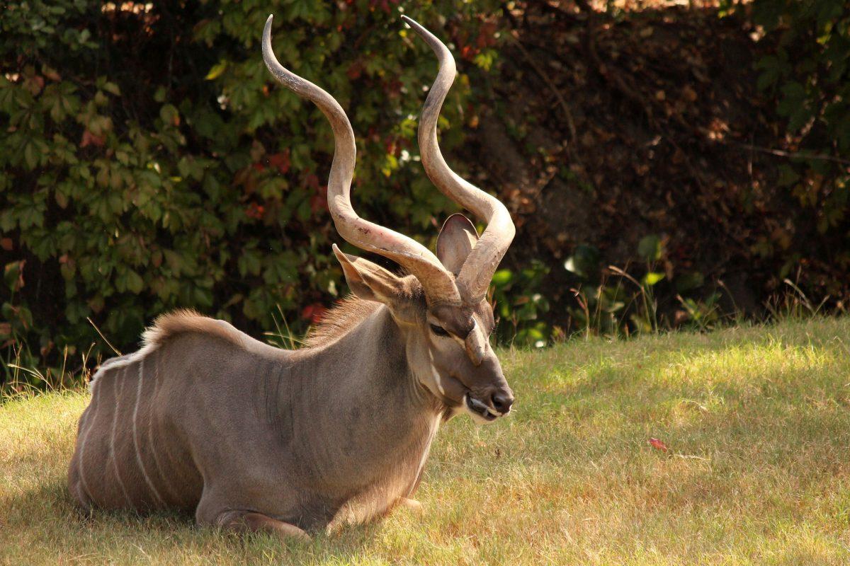©Pixabay | <a href="https://pixabay.com/photos/africa-horn-kudu-antelope-animal-3394272/">Linzmeier1</a>