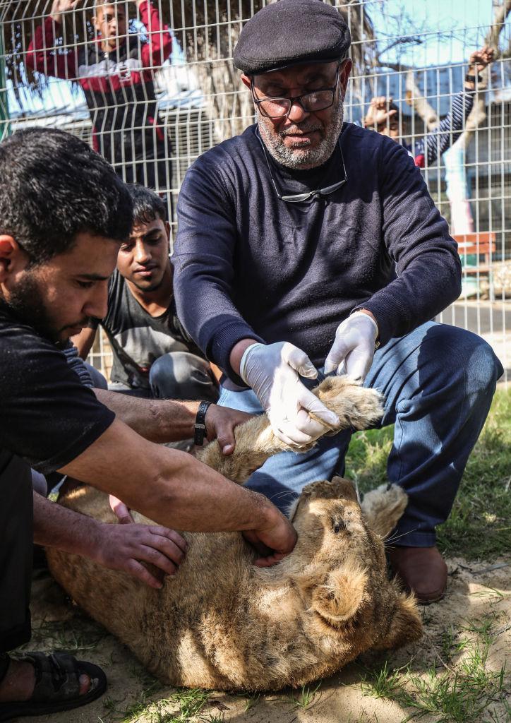  Palestinian veterinarian Fayyaz al-Haddad holds the paw of the lioness "Falestine" after she is declawed at the Rafah Zoo in the southern Gaza Strip on Feb. 12, 2019. (©Getty Images | <a href="https://www.gettyimages.com/detail/news-photo/palestinian-veterinarian-fayyaz-al-haddad-holds-the-paw-of-news-photo/1124585876?adppopup=true">SAID KHATIB/AFP</a>)