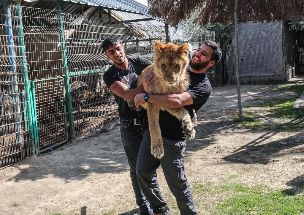  TOPSHOT - Palestinian zoo workers hold up the lioness "Falestine" at the Rafah Zoo in the southern Gaza Strip on Feb. 12, 2019. (©Getty Images | <a href="https://www.gettyimages.com/detail/news-photo/palestinian-zoo-workers-hold-up-the-lioness-falestine-at-news-photo/1124586223?adppopup=true">SAID KHATIB/AFP</a>)