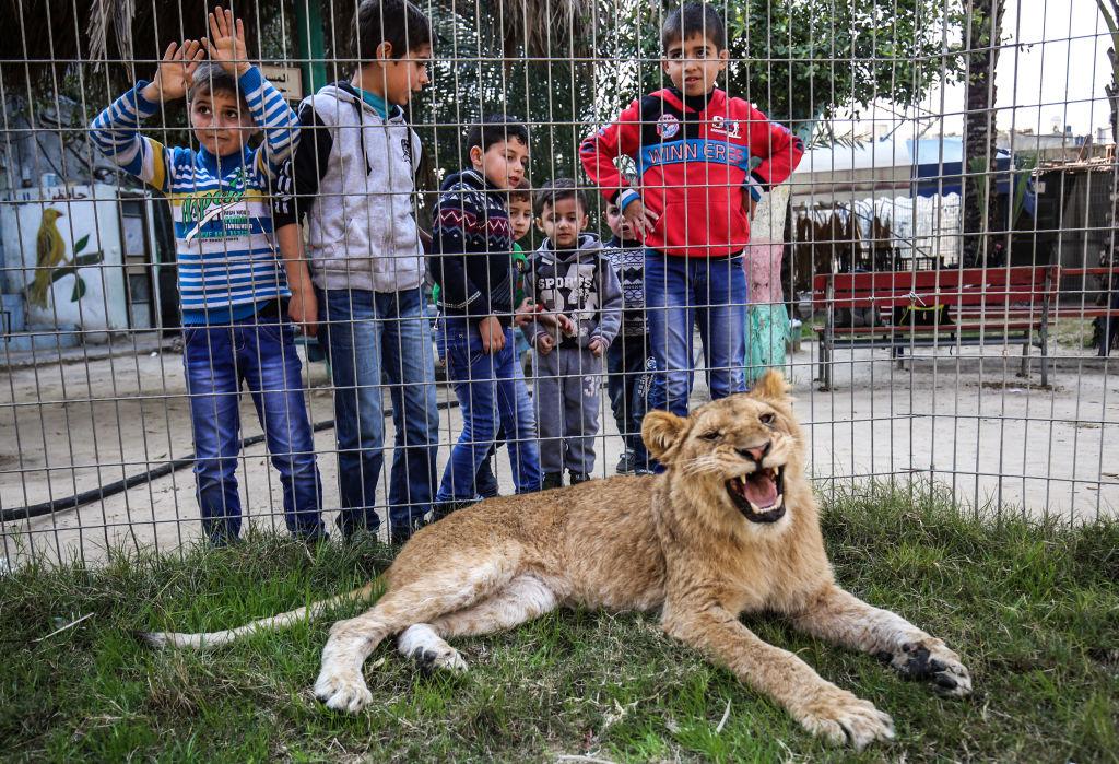  Palestinian children look through the bars of a cage at the declawed lioness "Falestine" at the Rafah Zoo in the southern Gaza Strip on Feb. 12, 2019. (©Getty Images | <a href="https://www.gettyimages.com/detail/news-photo/palestinian-children-look-through-the-bars-of-a-cage-at-the-news-photo/1124586287?adppopup=true">SAID KHATIB/AFP</a>)