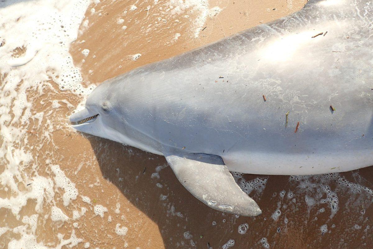 Pregnant dolphin shot at Waveland Mississippi in April 2018. (NOAA)