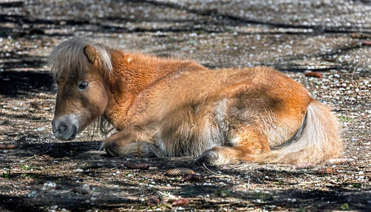 Abandoned Pony Misses His Mom, Finds Comfort in an Unbelievable Best Friend