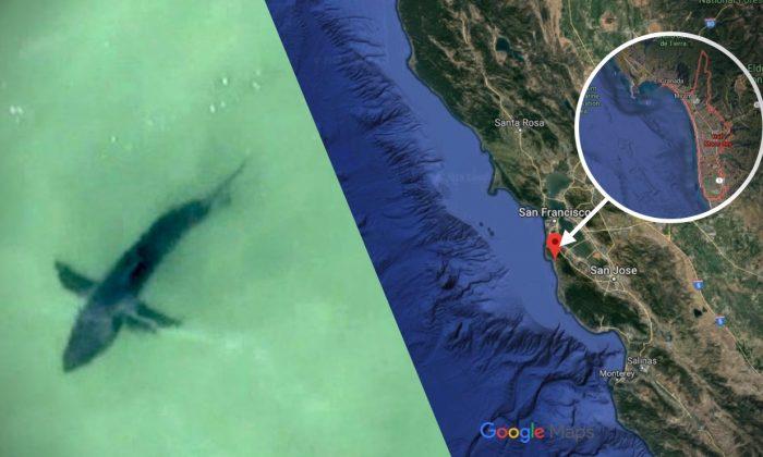 Great White Sharks Spotted Off California’s Half Moon Bay, Sparking Warning