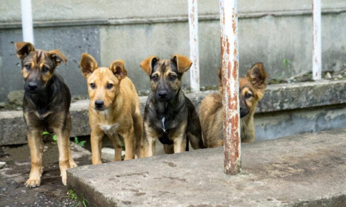 Stray Dogs Guard Baby Dumped in Bushes, Refuse to Leave Her Side Till Rescuers Arrive