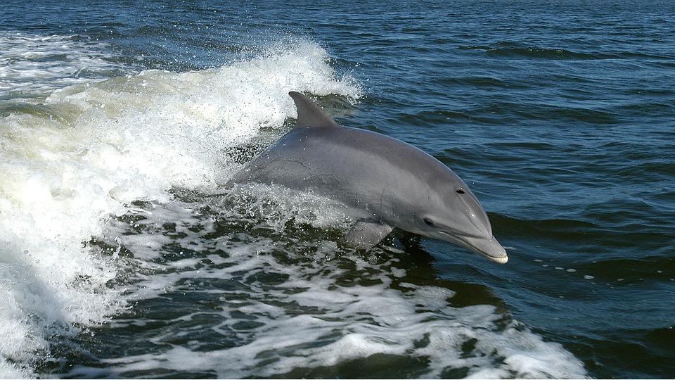 Stock image of a bottlenose dolphin. (Janeb13/Pixabay)
