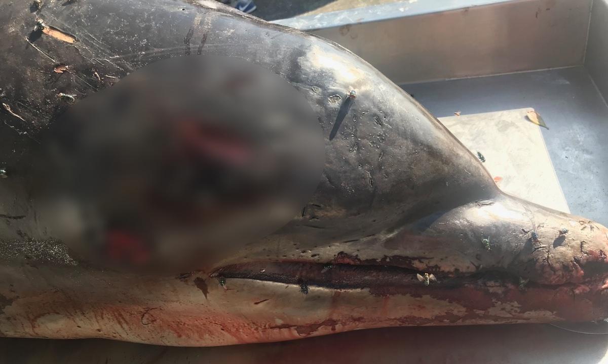 Dolphin Begging for Food Speared to Death, $38,000 Reward Offered for Information