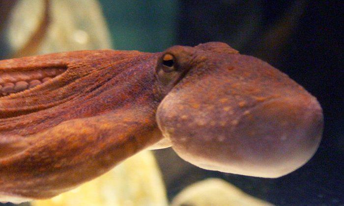 Divers Capture Footage of Shimmering ‘Blanket Octopus’ Underwater, Leaving the Internet Stunned