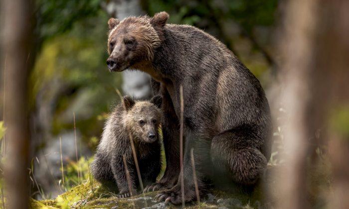 Momma Bear Charges at Man Who Harasses Cubs at Great Smoky Mountain Park