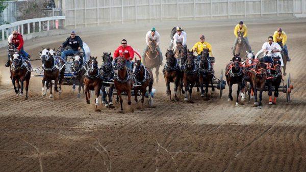 Six horses were euthanized following races at the 2019 Stampede Parade. (The Canadian Press)