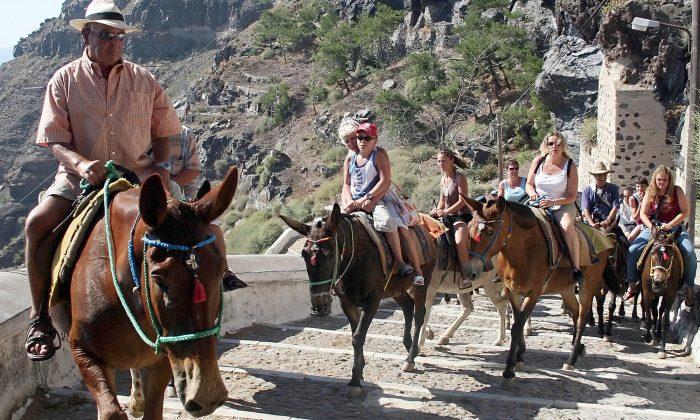 Horrific Video Shows Donkeys Being Beaten and Forced to Carry Overweight Tourists
